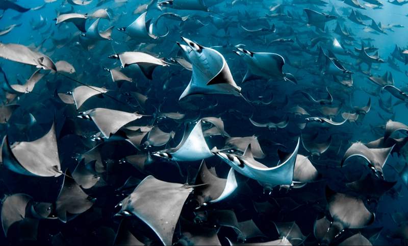 看見海的美｜Blancpain 創立「女性Fifty Fathoms五十噚」攝影獎-復刻表